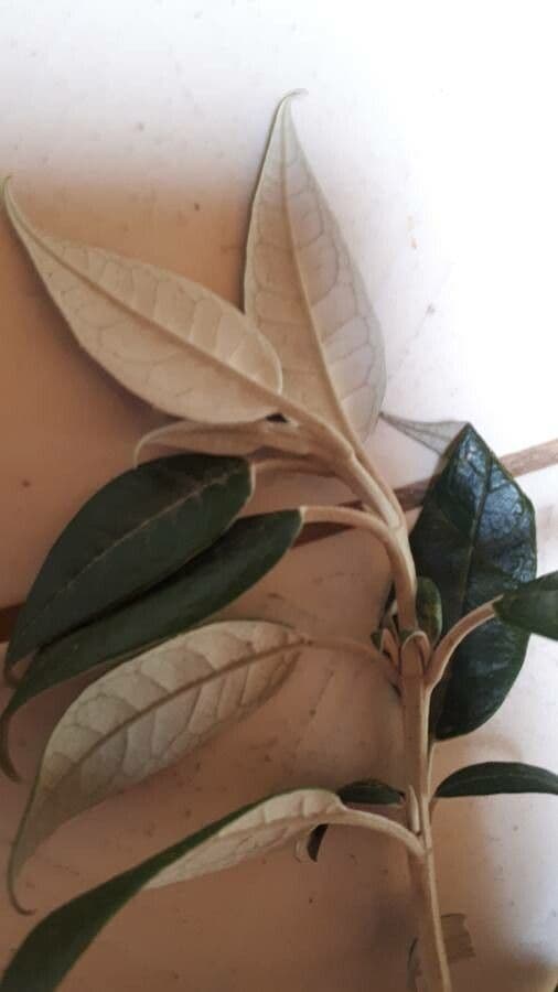 Buddleja 2
