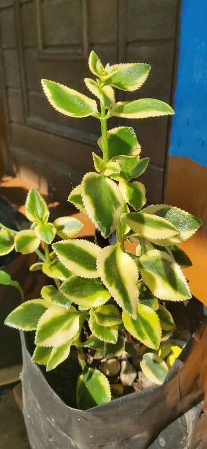 Crassula 12