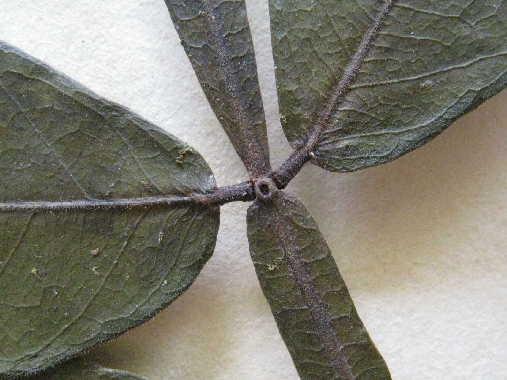 Inga 3