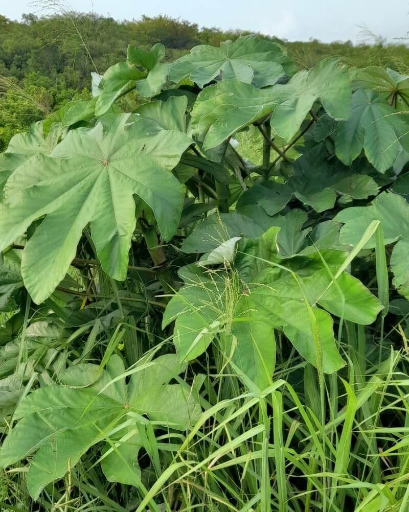Cecropia 2