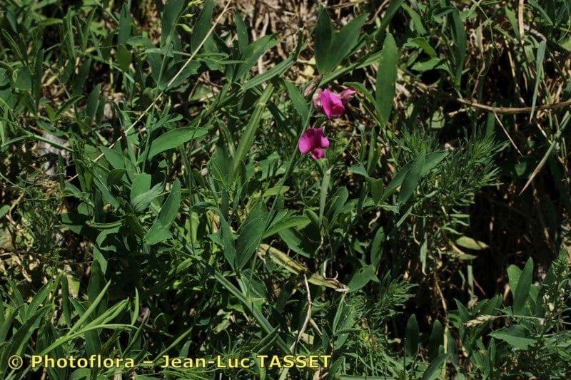 Cicerchia 20