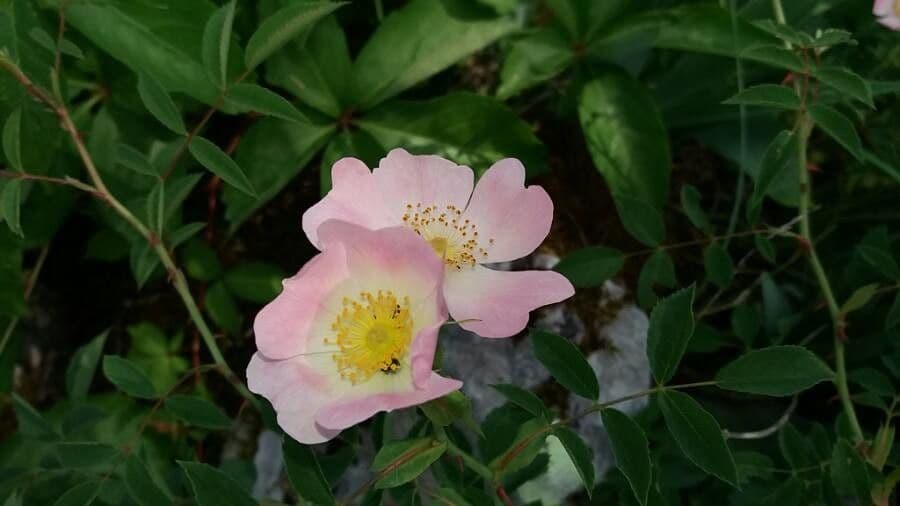 Kleinblütige Rose 6