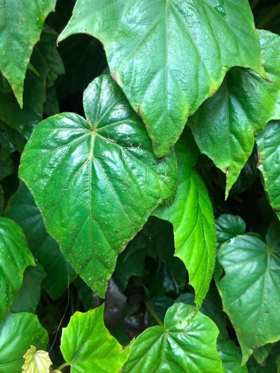 Begonia formosana 8