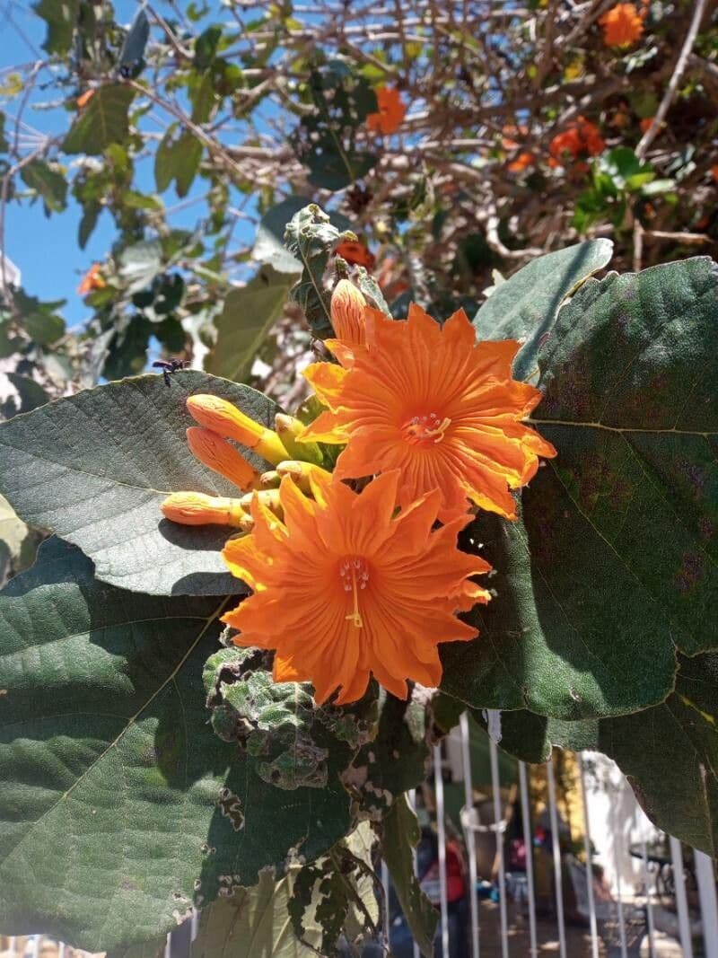 Cordia dodecandra 2