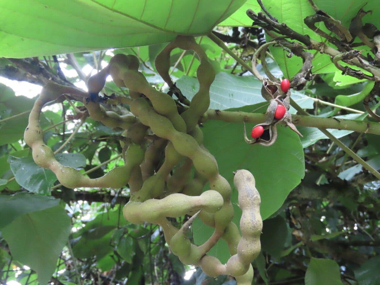Erythrina 3