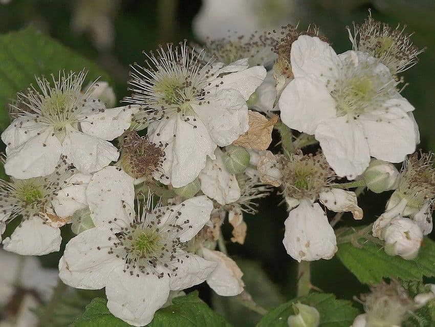 Bereifte Brombeere 9