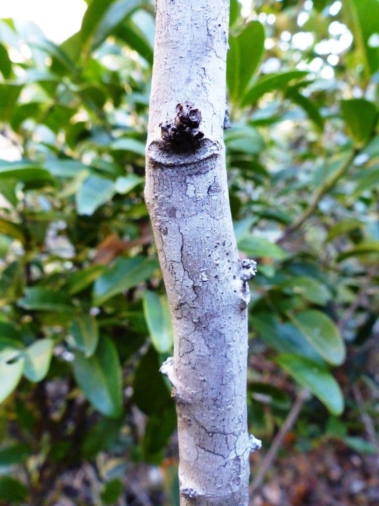Lepidocupania 9