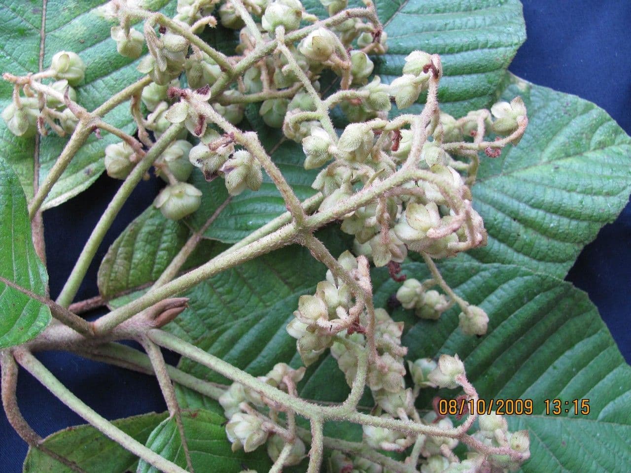 Saurauia 20