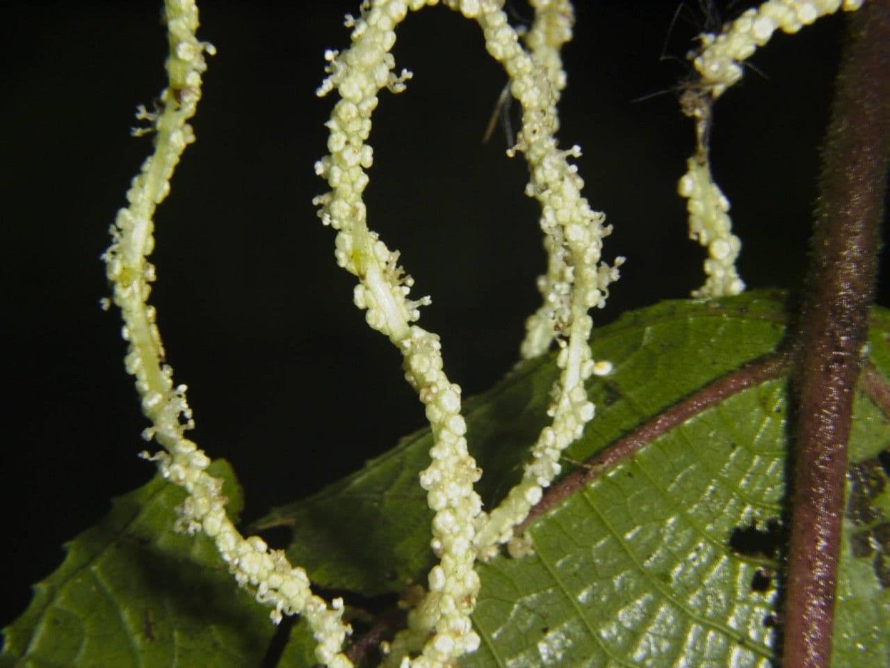 Myriocarpa longipes 11