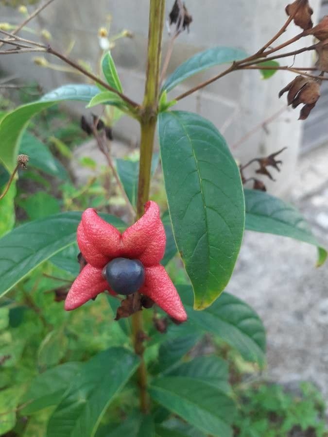 Clerodendrum indicum 3