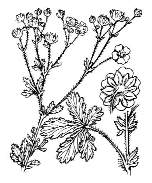 Mochna 8
