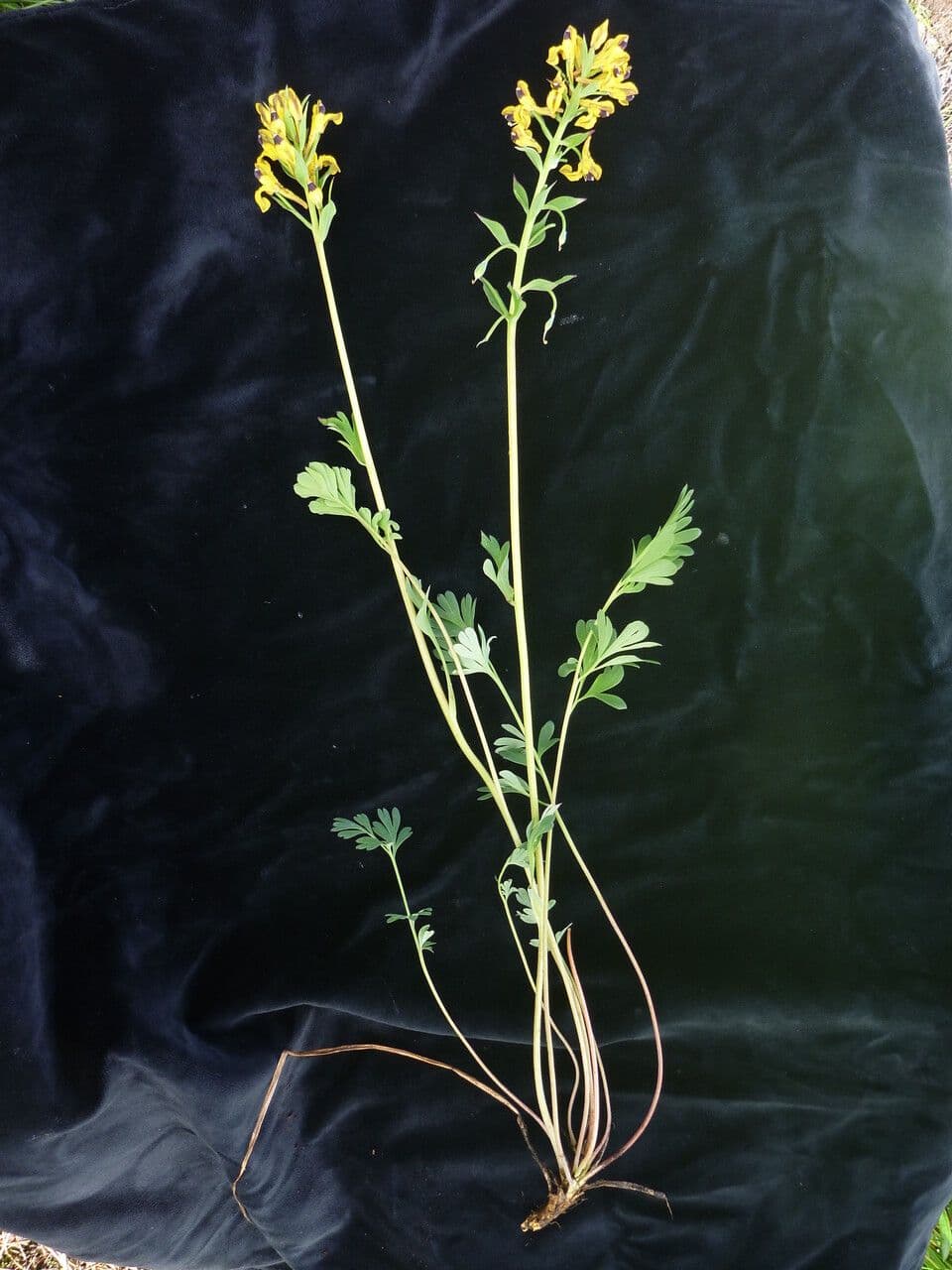 Coridalis