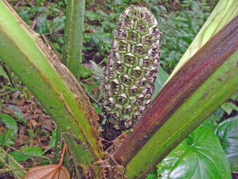 Asplundia 10