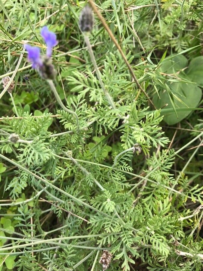 Lavanda multifida 11