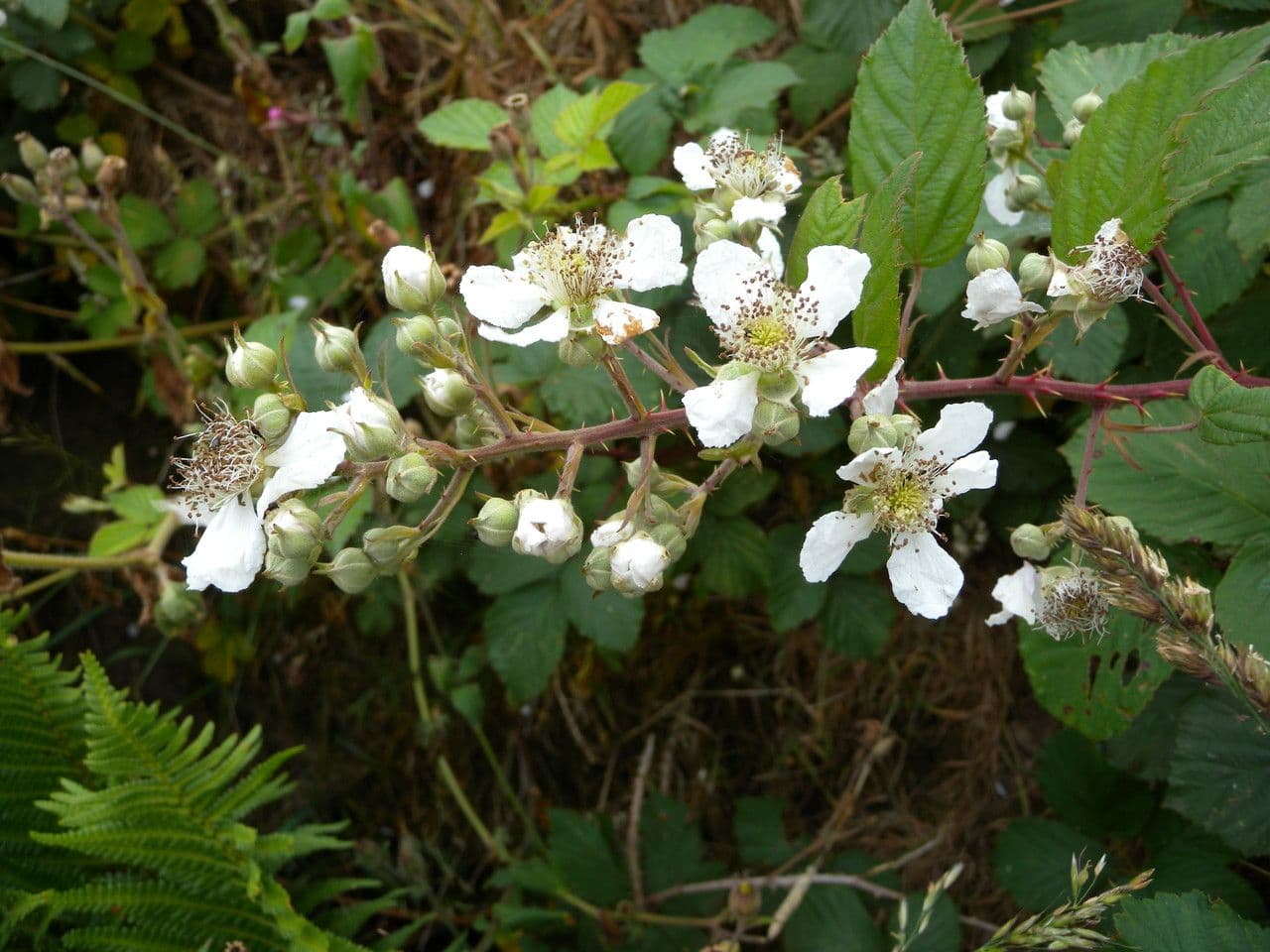 Pyramiden-Brombeere 8