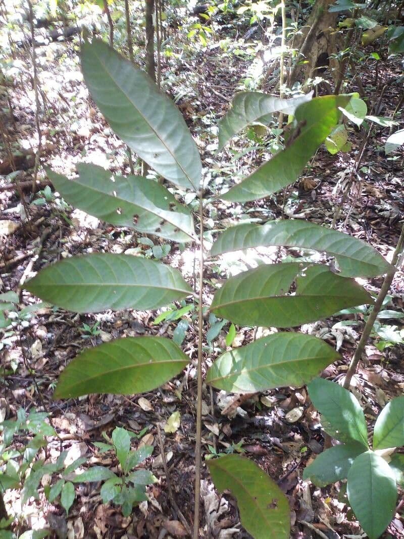 Talisia macrophylla 5