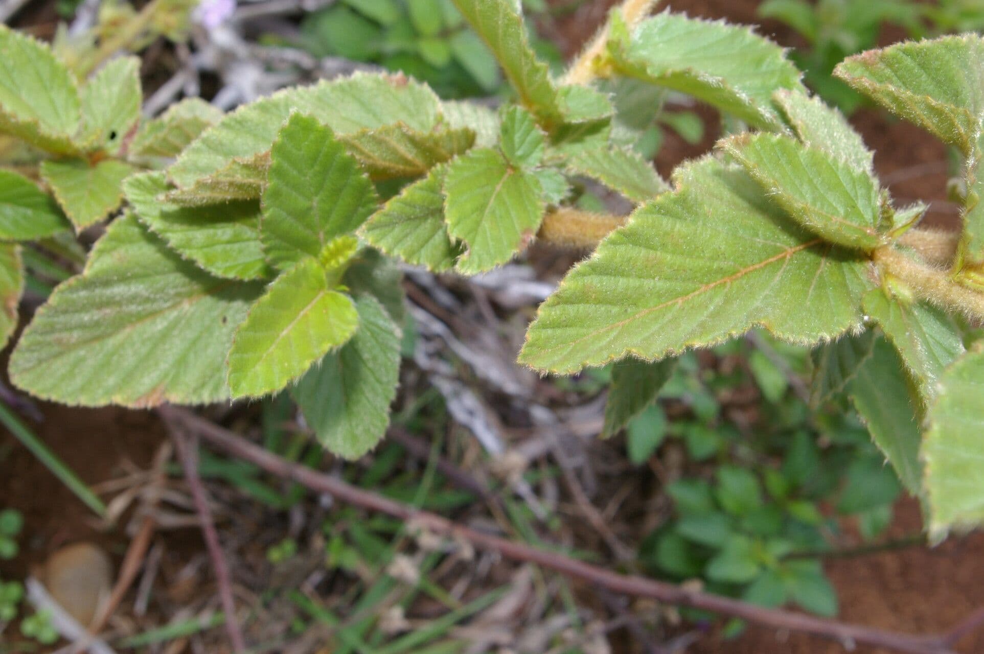Melochia villosa 13