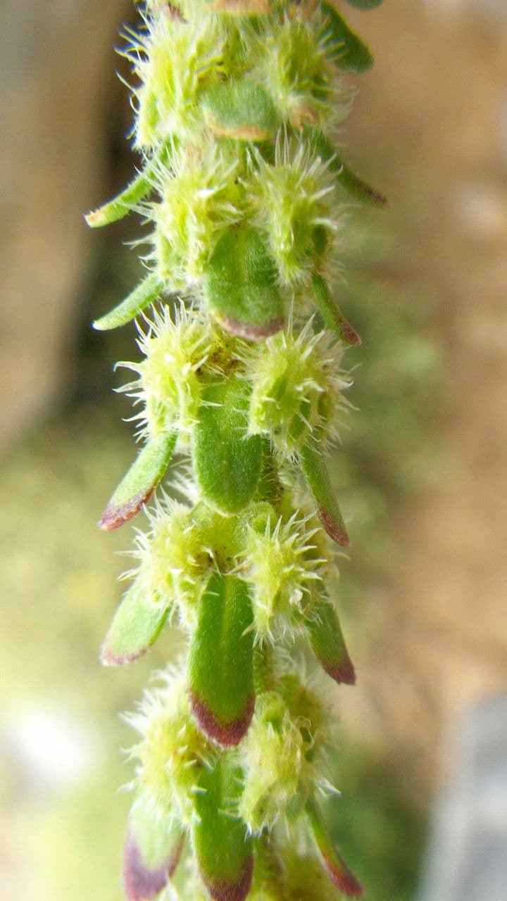 Valantia hispida 2