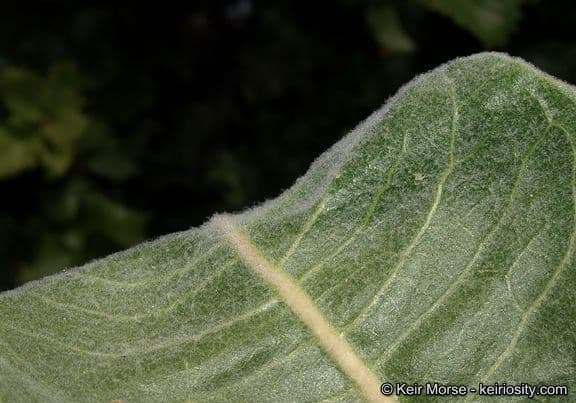 Asclepias 15