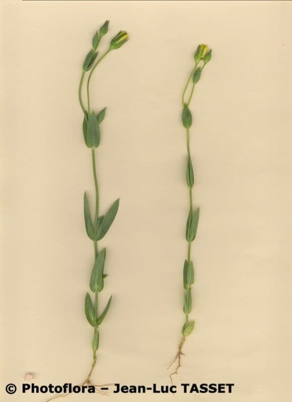 Centaura 9