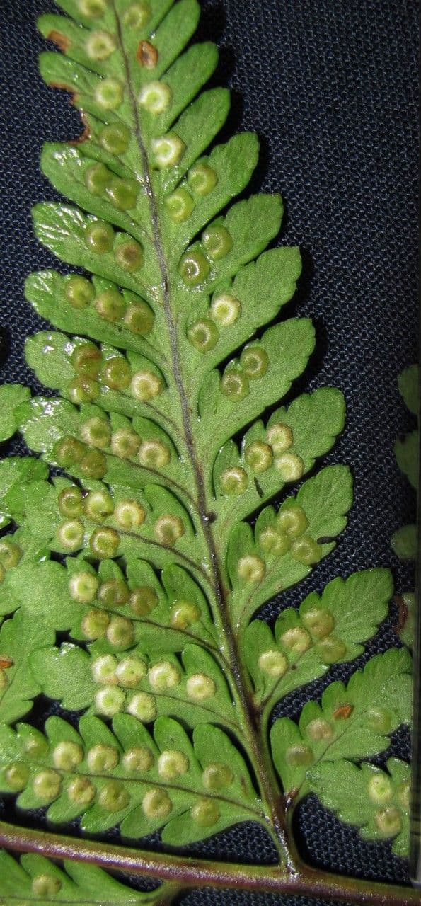 Dryopteris patula 3