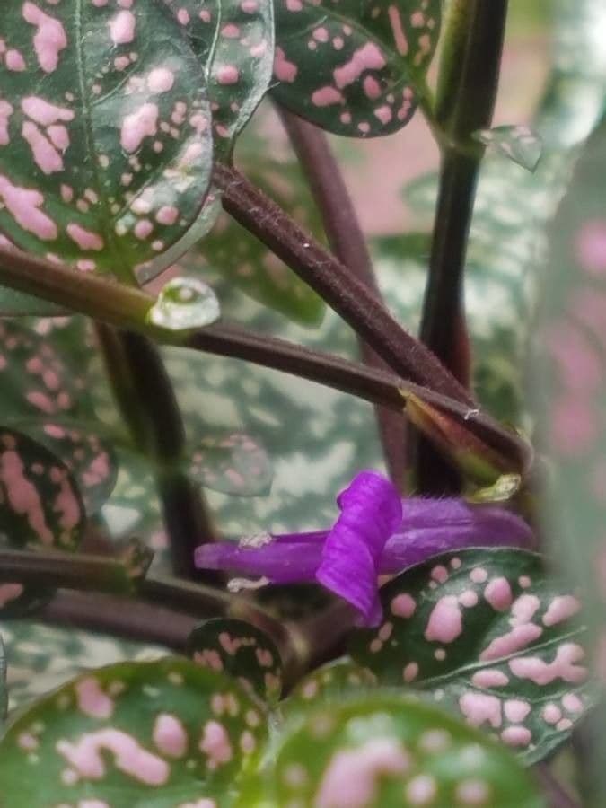 Hypoestes 3