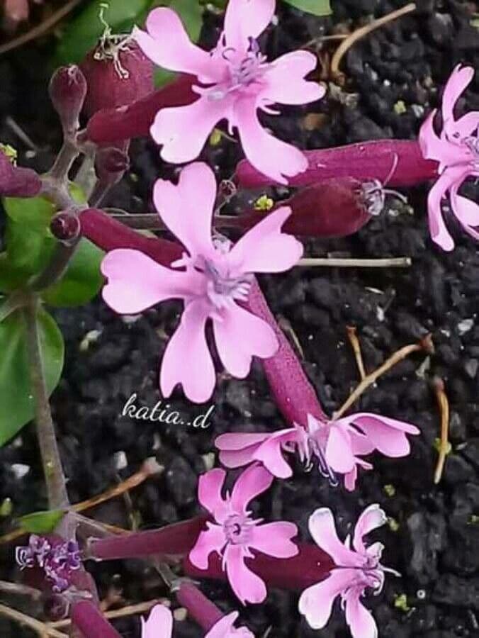 Silene