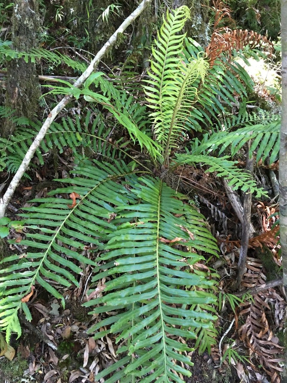 Blechnum 12