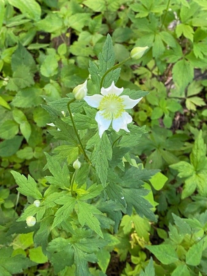 Anemone della Virginia 7