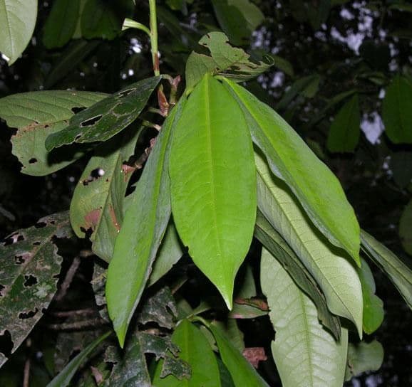 Erythroxylum 13