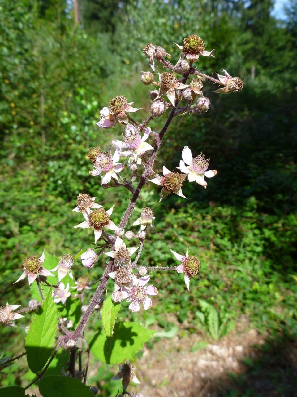 Rovo 3