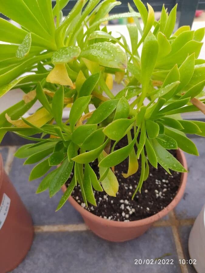 Aeonium simsii 16