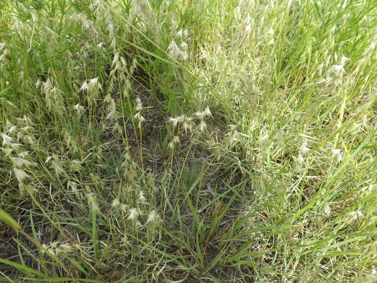 Bouteloua rigida 4