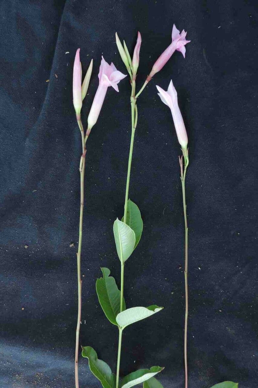 Mandevilla 6