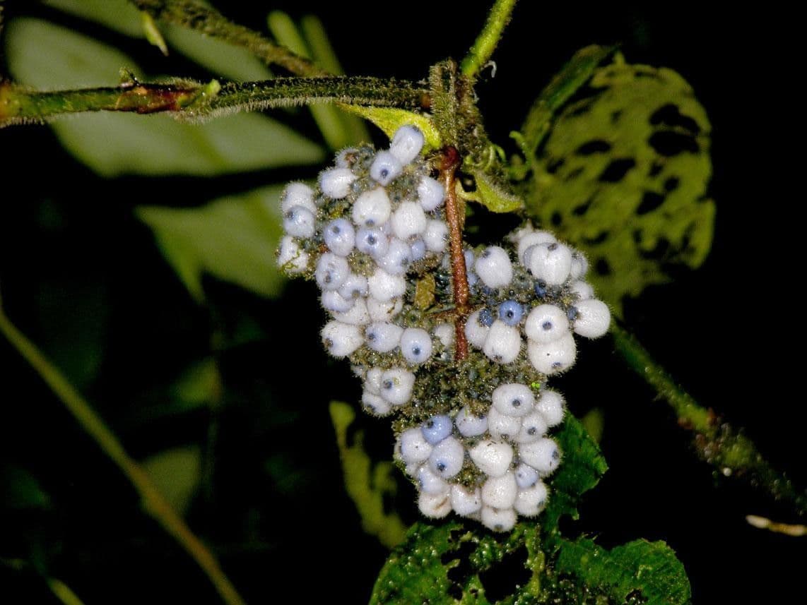 Psychotria 8