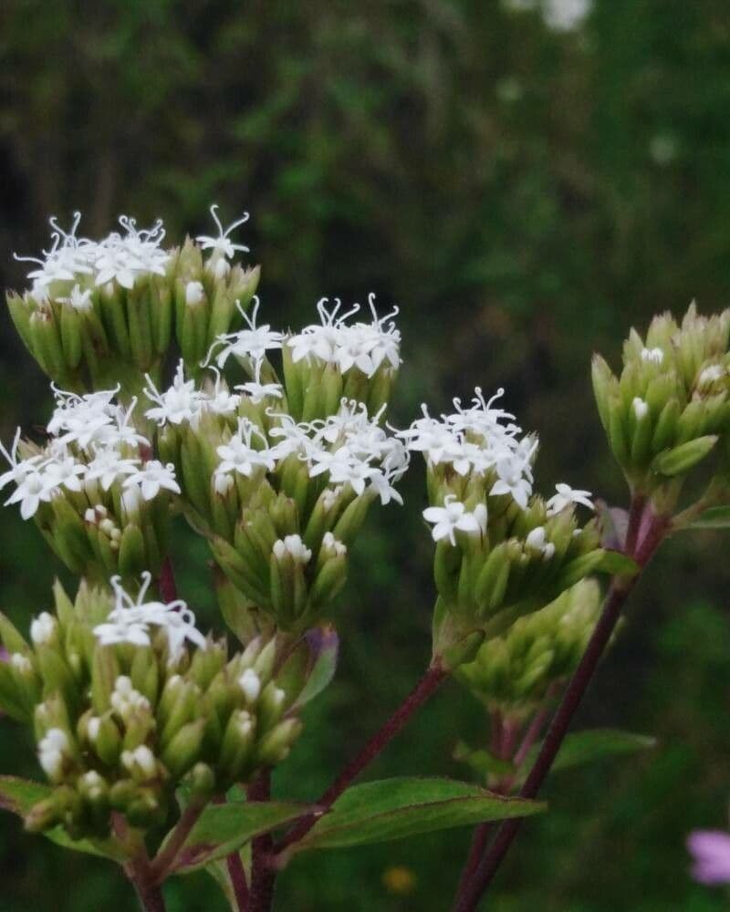 Stevia