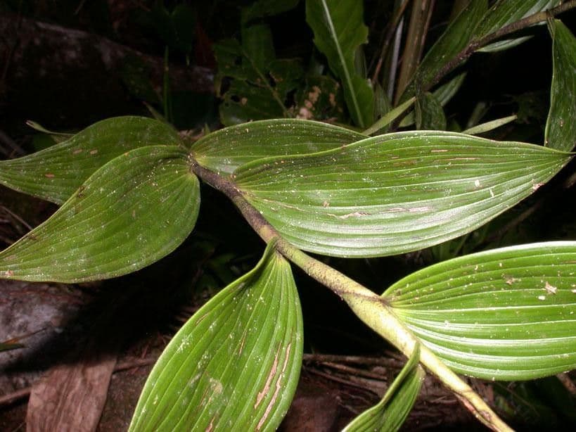 Sobralia 9