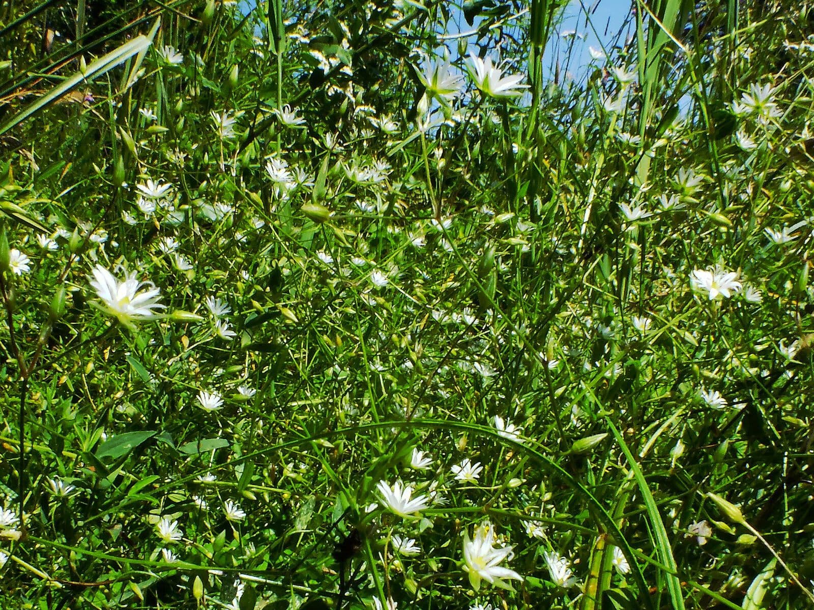 Stellaria carnosa 10