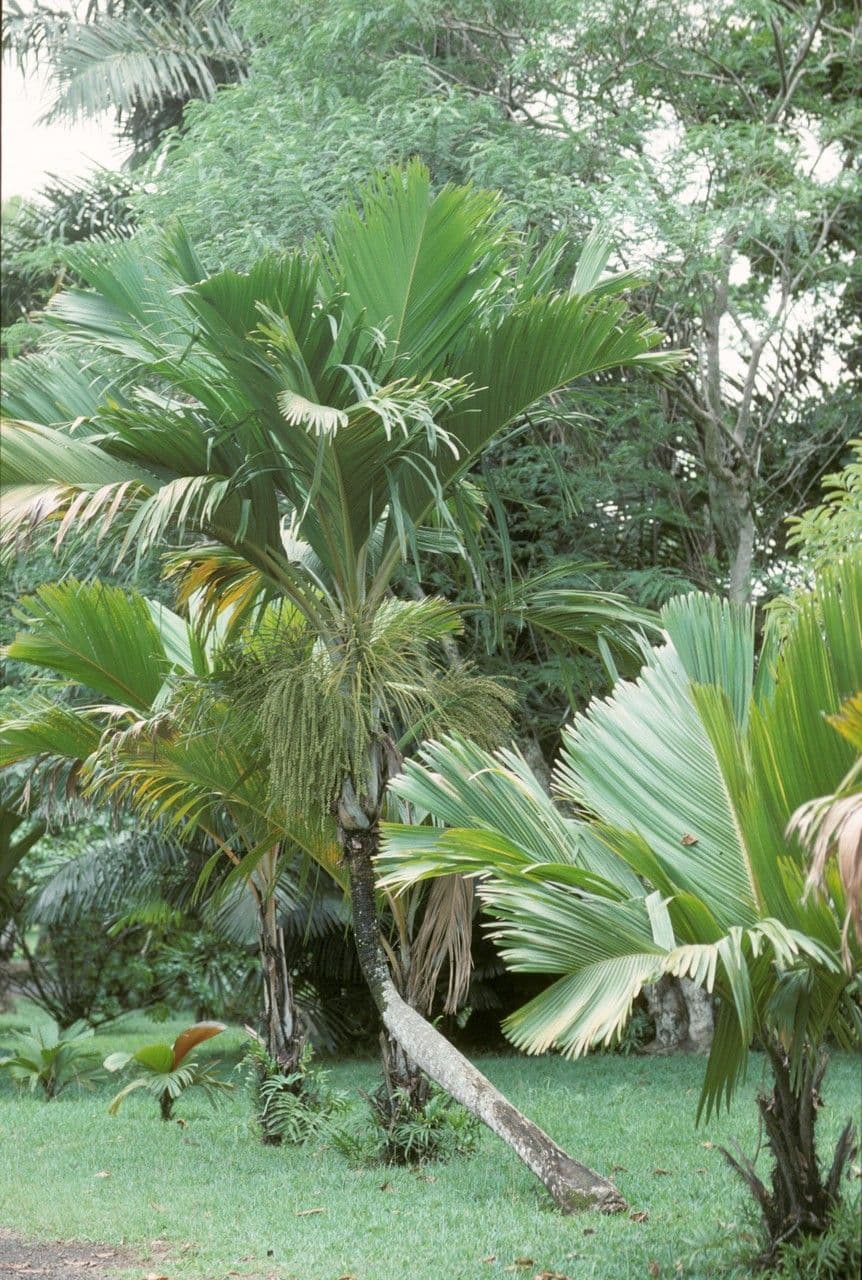 Borsig-Palme