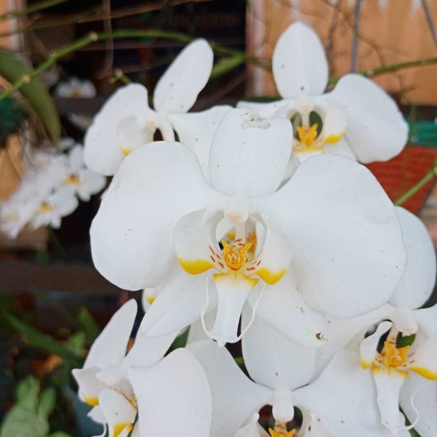 Orchidea farfalla 2