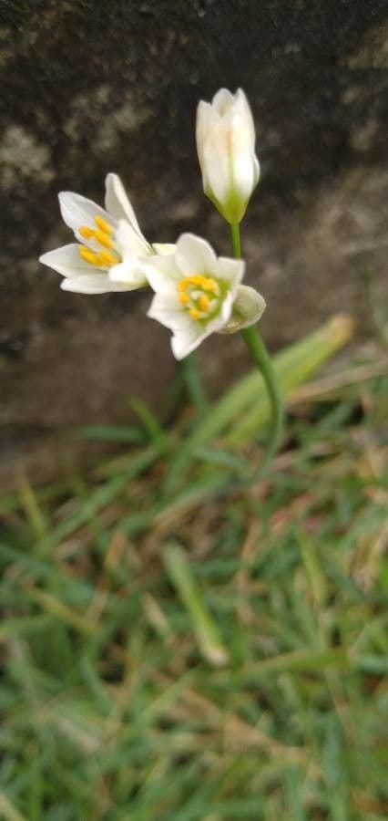 Nothoscordum bivalve 8