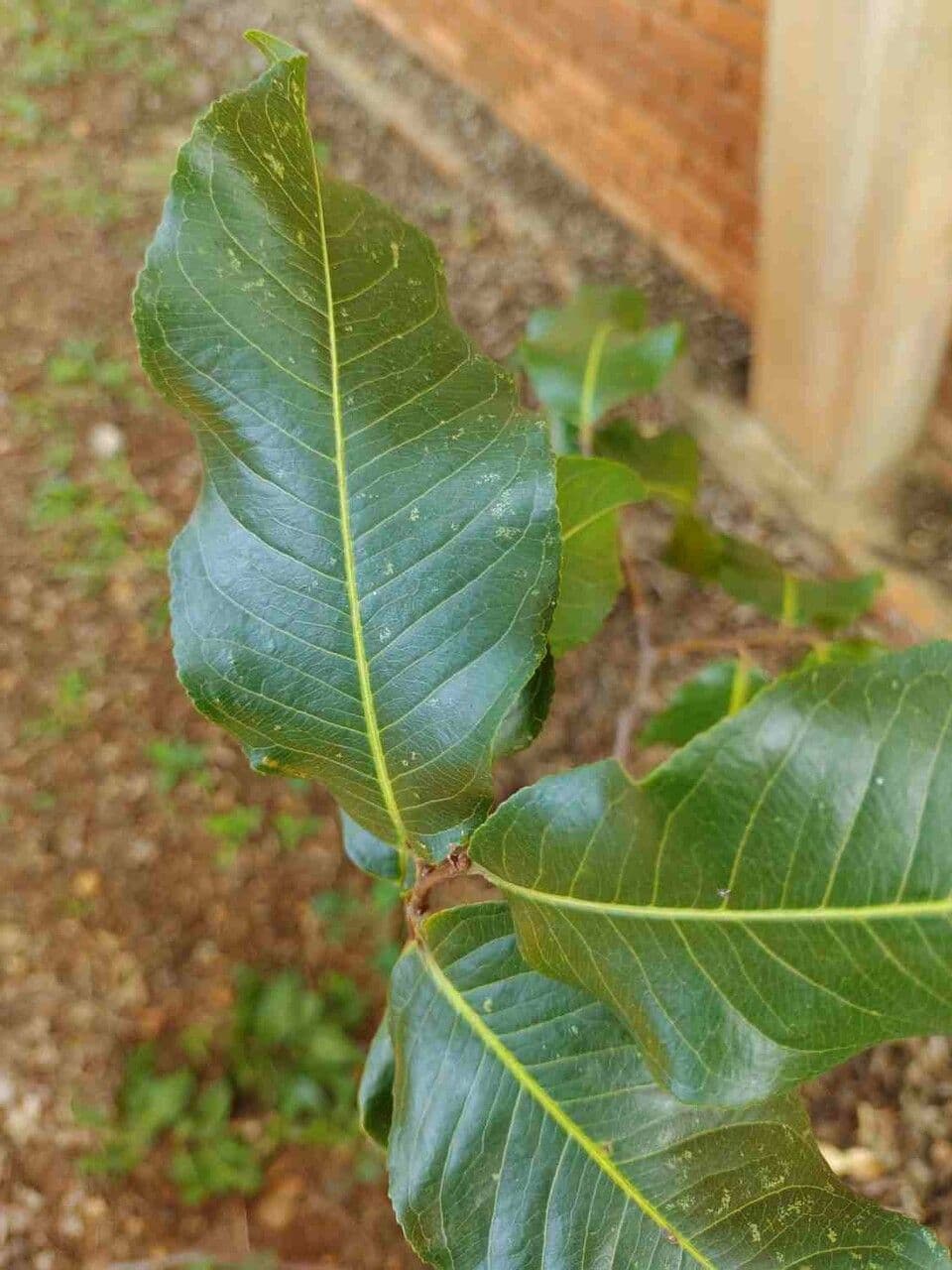 Cariniana 9