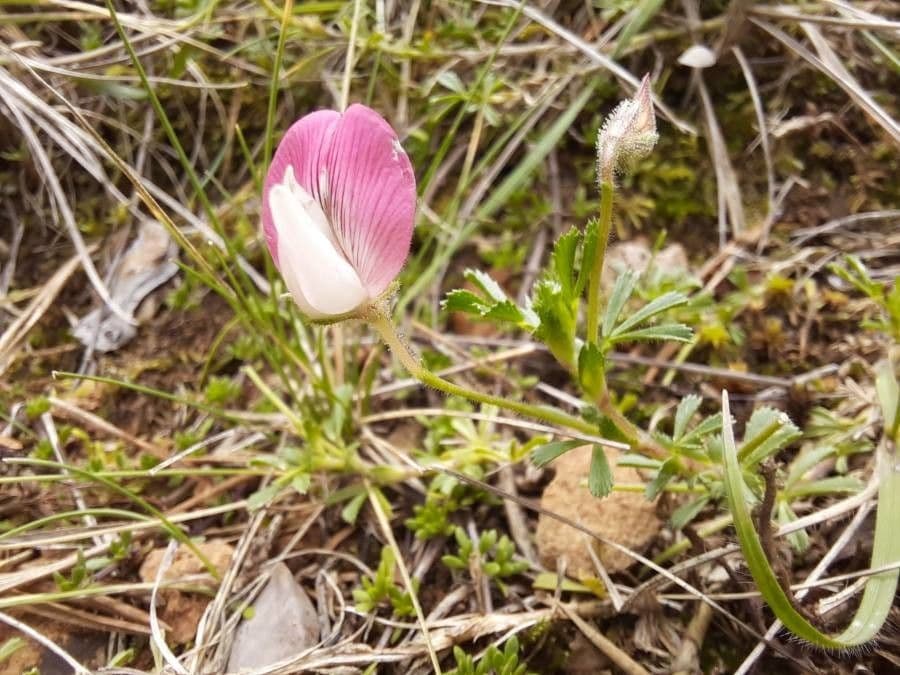 Ononis cristata 7