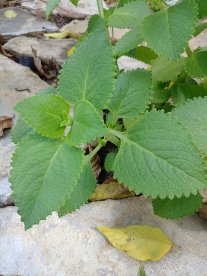 Cuban-oregano 19