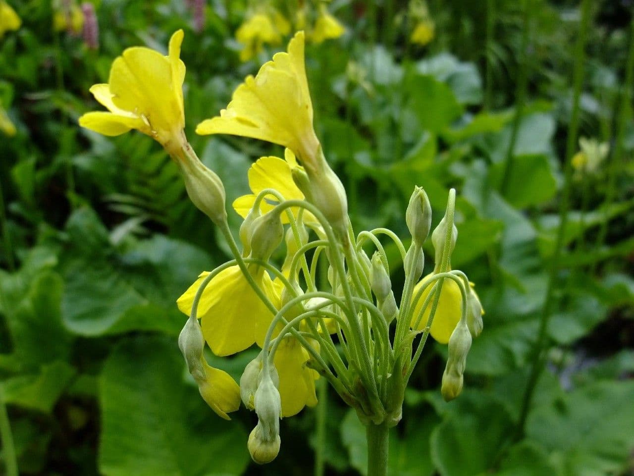 Primula di Florinda 3