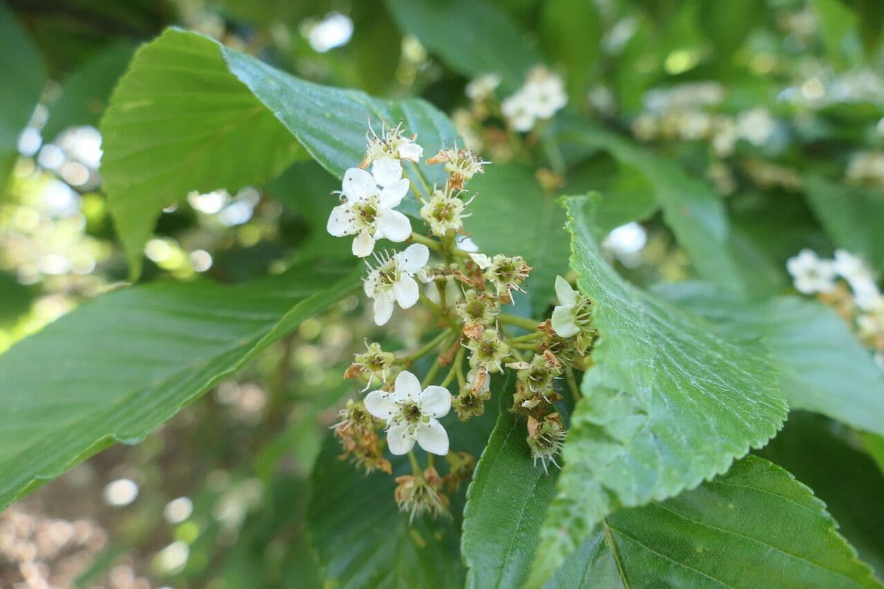 Thomsonaria kalonevrová 6