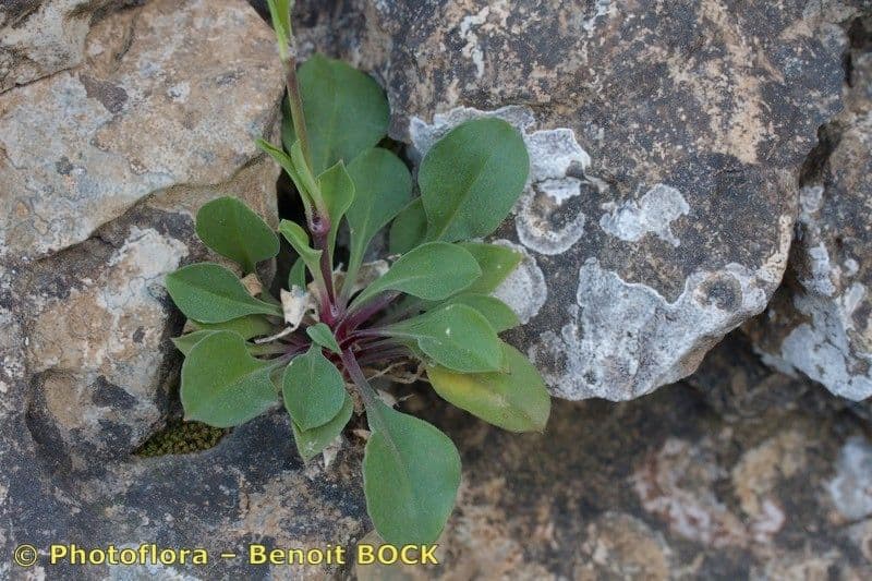 Silene longicilia 4