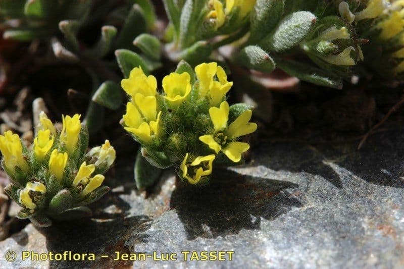 Alyssum minutum 3
