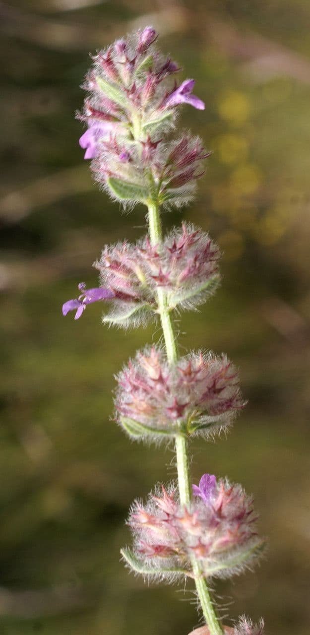 Micromeria 3