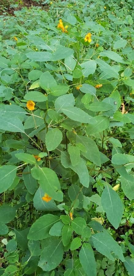Impatiens pallida 14